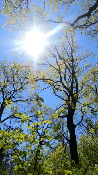 Vertikal video av skogen på våren — Stockvideo