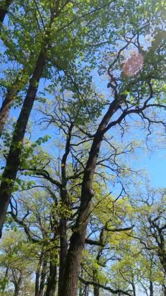 Вертикальне відео лісу навесні — стокове відео