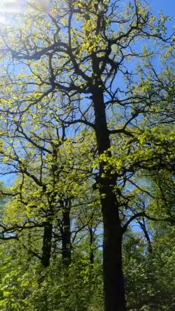 Verticale video van het bos in het voorjaar — Stockvideo