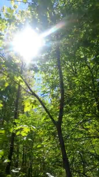 Vídeo vertical da floresta na primavera — Vídeo de Stock