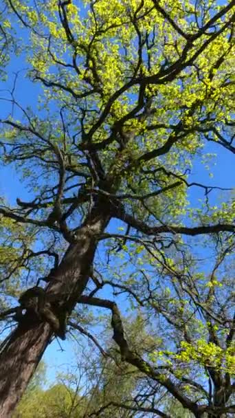 Video verticale della foresta in primavera — Video Stock