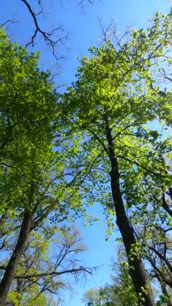 春の森の垂直ビデオ — ストック動画
