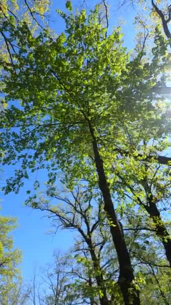 Vertikales Video des Waldes im Frühling — Stockvideo