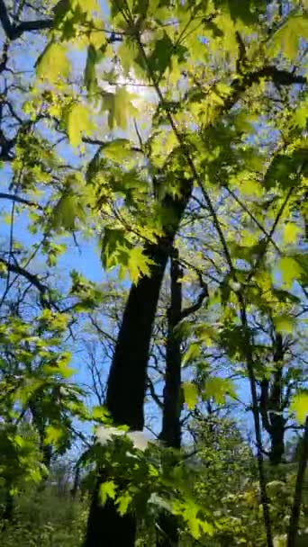 Verticale video van het bos in het voorjaar — Stockvideo