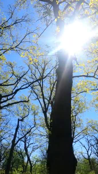 Vertikales Video des Waldes im Frühling — Stockvideo