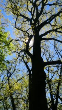 İlkbaharda ormanın dikey videosu