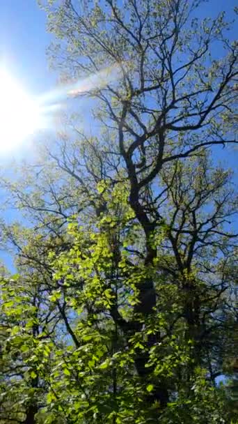 Vertikal video av skogen på våren — Stockvideo