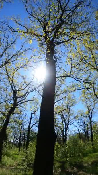 Vertikales Video des Waldes im Frühling — Stockvideo