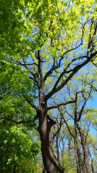 Verticale video van het bos in het voorjaar — Stockvideo