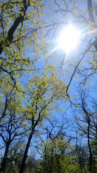 Vertikal video av skogen på våren — Stockvideo