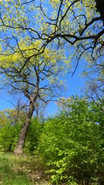 İlkbaharda ormanın dikey videosu