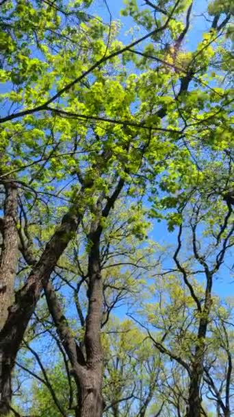 Vertikal video av skogen på våren — Stockvideo