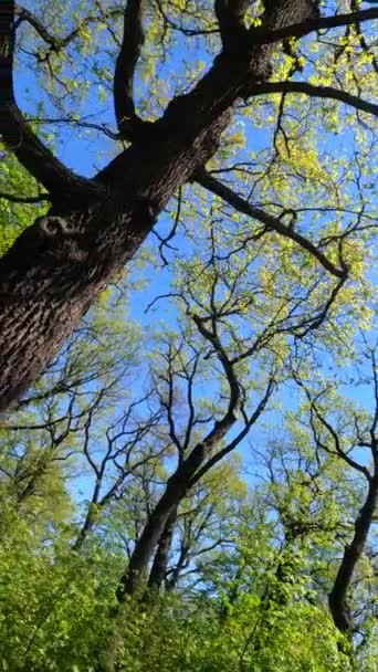 Vertikales Video des Waldes im Frühling — Stockvideo