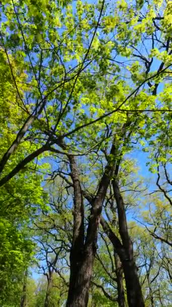 Vertikales Video des Waldes im Frühling — Stockvideo