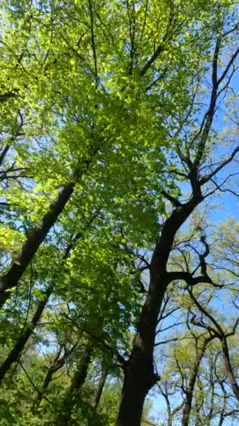 Vertikales Video des Waldes im Frühling — Stockvideo