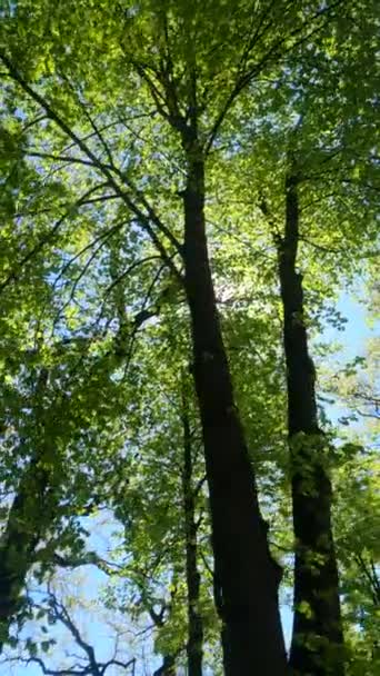 Verticale video van het bos in het voorjaar — Stockvideo