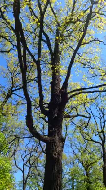 春の森の垂直ビデオ — ストック動画