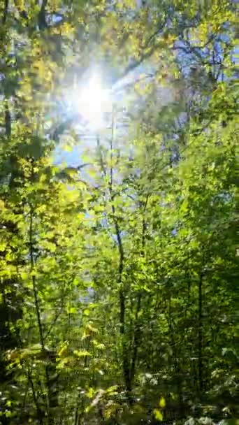 Vídeo vertical da floresta na primavera — Vídeo de Stock