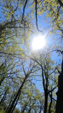 İlkbaharda ormanın dikey videosu