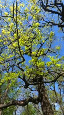 İlkbaharda ormanın dikey videosu