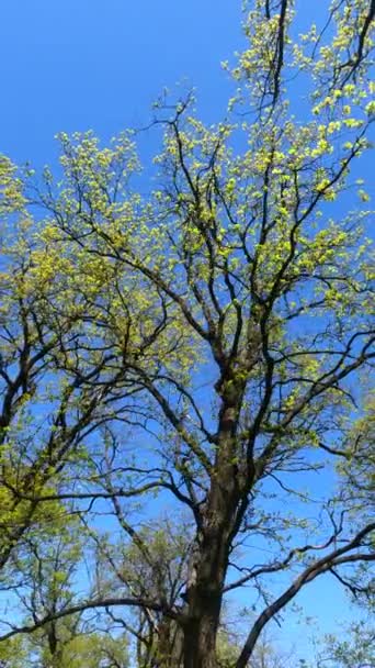 Függőleges videó az erdőről tavasszal — Stock videók