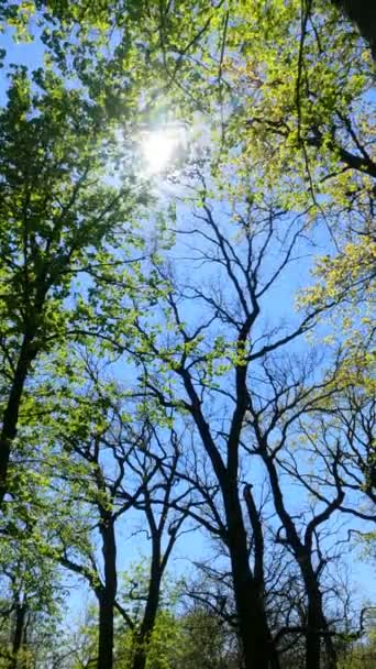 Verticale video van het bos in het voorjaar — Stockvideo