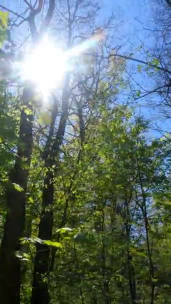 Vídeo vertical del bosque en primavera — Vídeos de Stock