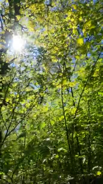 Vídeo vertical da floresta na primavera — Vídeo de Stock