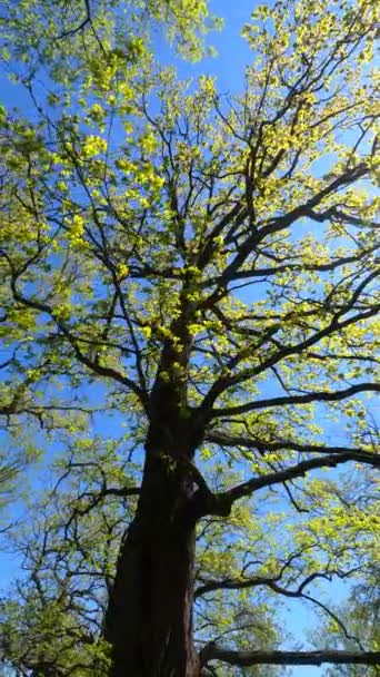 Vertikal video av skogen på våren — Stockvideo