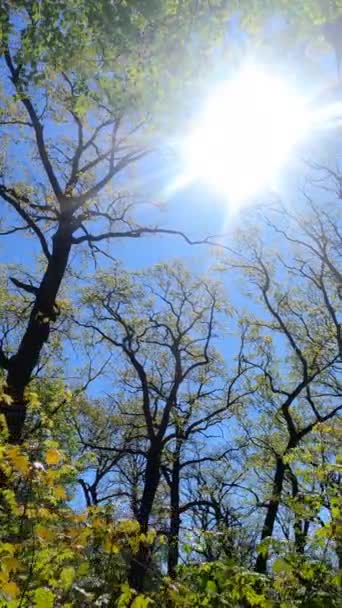 Vertikales Video des Waldes im Frühling — Stockvideo