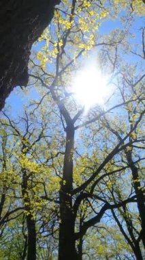 İlkbaharda ormanın dikey videosu