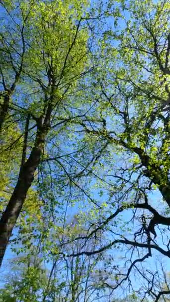 Vídeo vertical del bosque en primavera — Vídeos de Stock