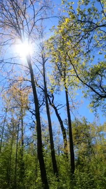 Vídeo vertical del bosque en primavera — Vídeos de Stock