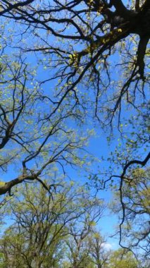 İlkbaharda ormanın dikey videosu