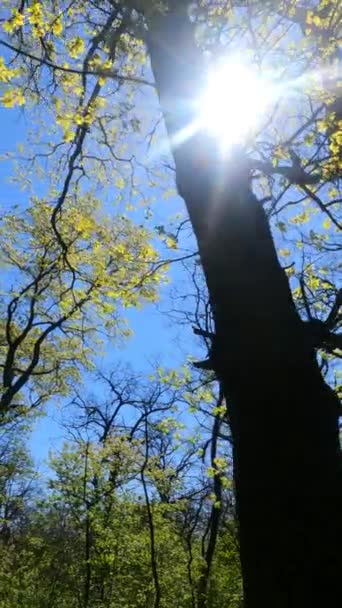 Vertikales Video des Waldes im Frühling — Stockvideo