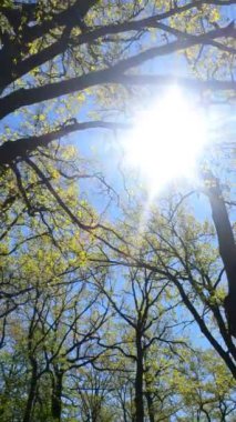 İlkbaharda ormanın dikey videosu