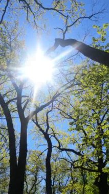 İlkbaharda ormanın dikey videosu