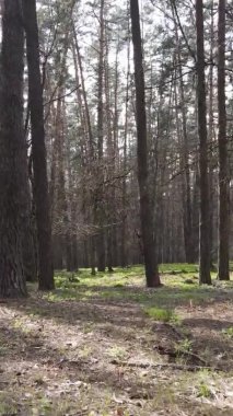 Orman manzarasının dikey görüntüsü.