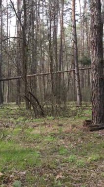 Orman manzarasının dikey görüntüsü.