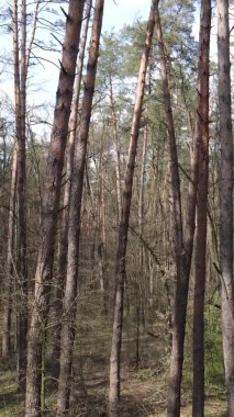 Orman manzarasının dikey görüntüsü.