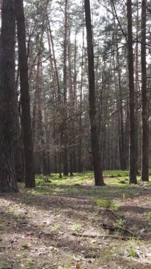 Orman manzarasının dikey görüntüsü.