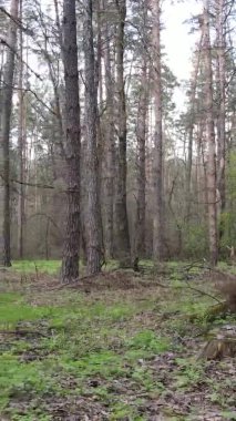 Orman manzarasının dikey görüntüsü.