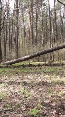 Orman manzarasının dikey görüntüsü.