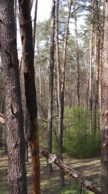 Orman manzarasının dikey görüntüsü.