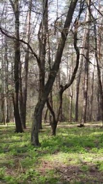 Orman manzarasının dikey görüntüsü.