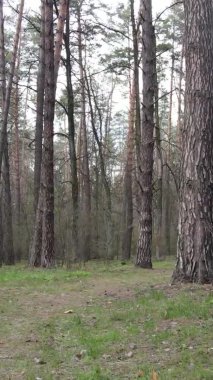 Orman manzarasının dikey görüntüsü.