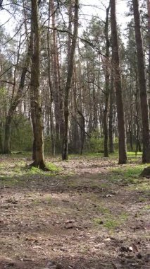 Orman manzarasının dikey görüntüsü.