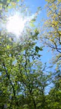 Güneşli bir günde baharda ormanın dikey videosu