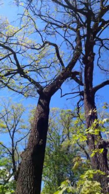 Güneşli bir günde baharda ormanın dikey videosu