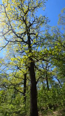 Güneşli bir günde baharda ormanın dikey videosu
